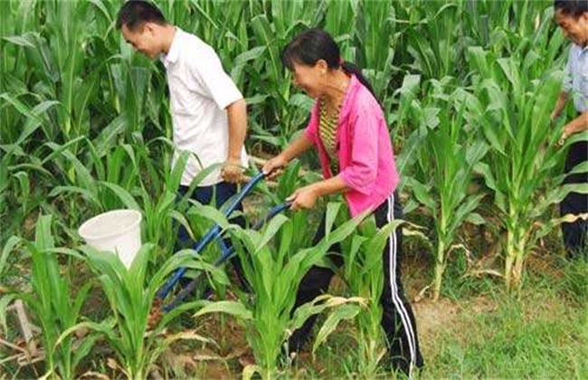 玉米种植全攻略，技巧揭秘