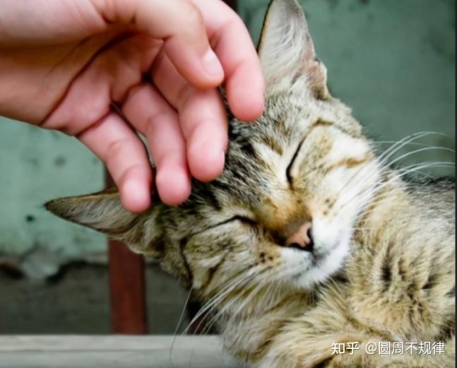 温暖家庭中的小猫咪，可爱又惹人喜爱