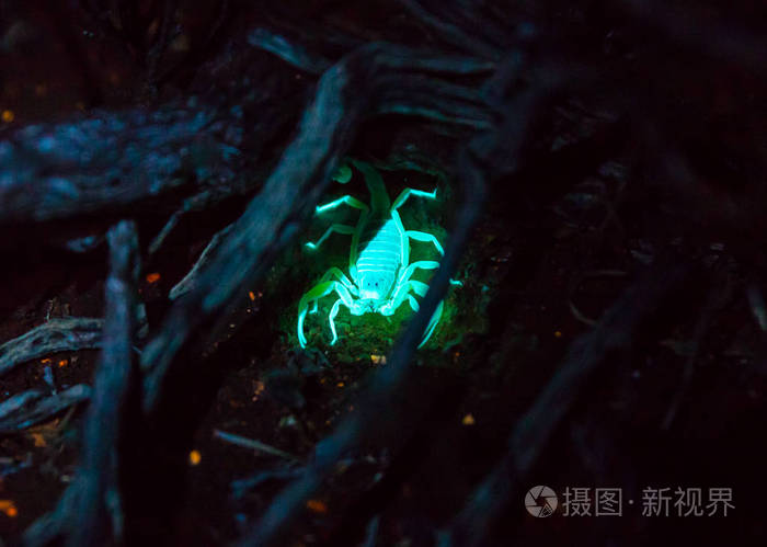 蝎女：智慧冷漠的神秘眼神