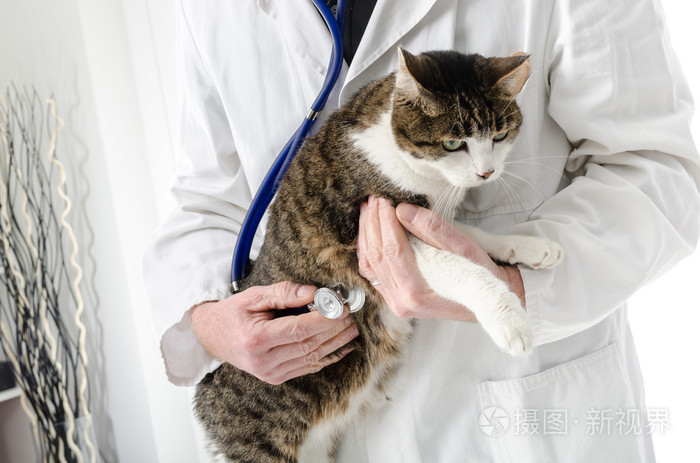 猫爪app：猫奴更好了解猫咪