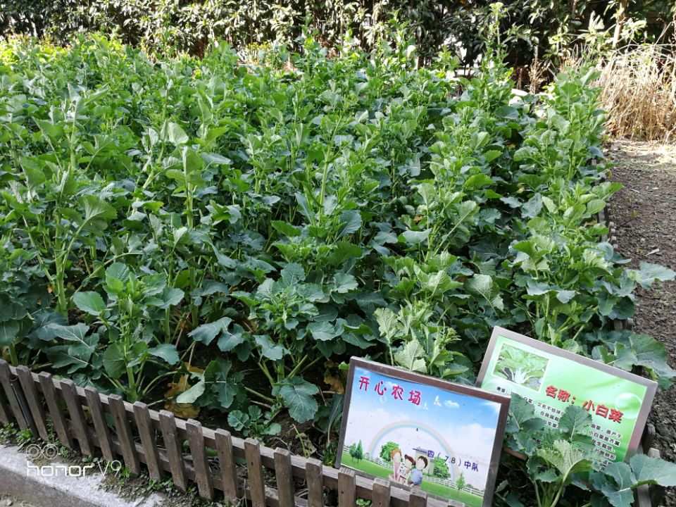 快乐小农场游戏下载手机版-耕耘与播种，收获幸福与希快乐小农场