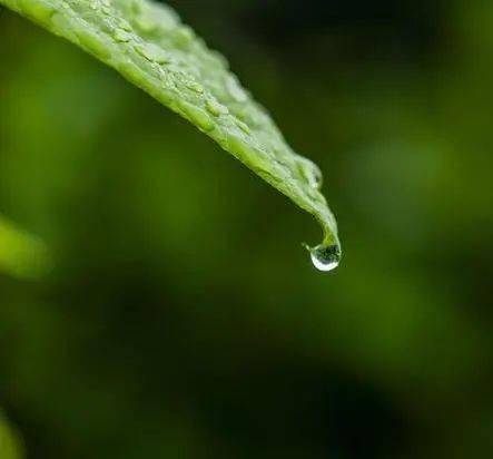 雨水是什么意思-雨水滋润大地，感受自然的恩赐