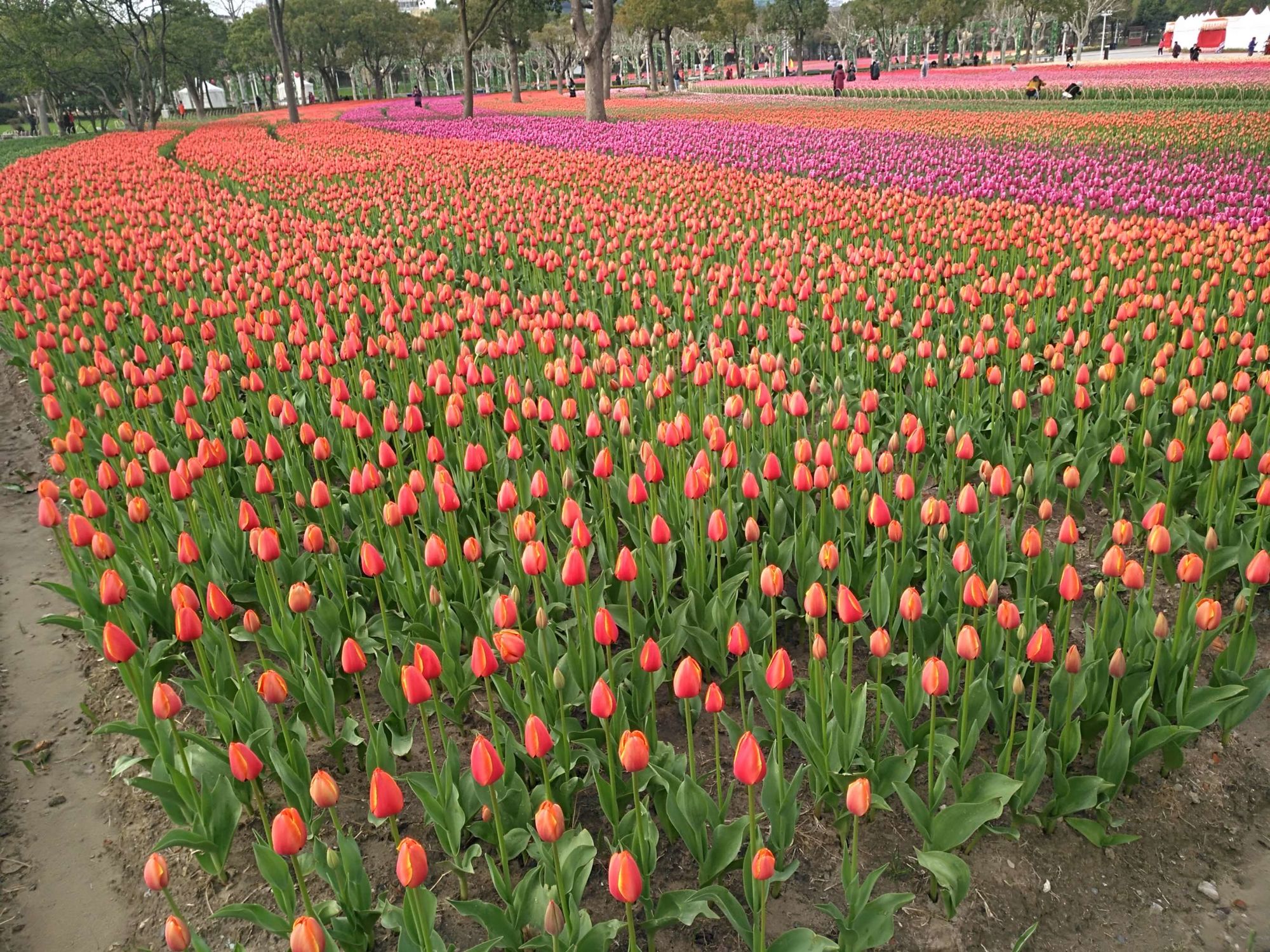 4月日期-四月花海，万紫千红