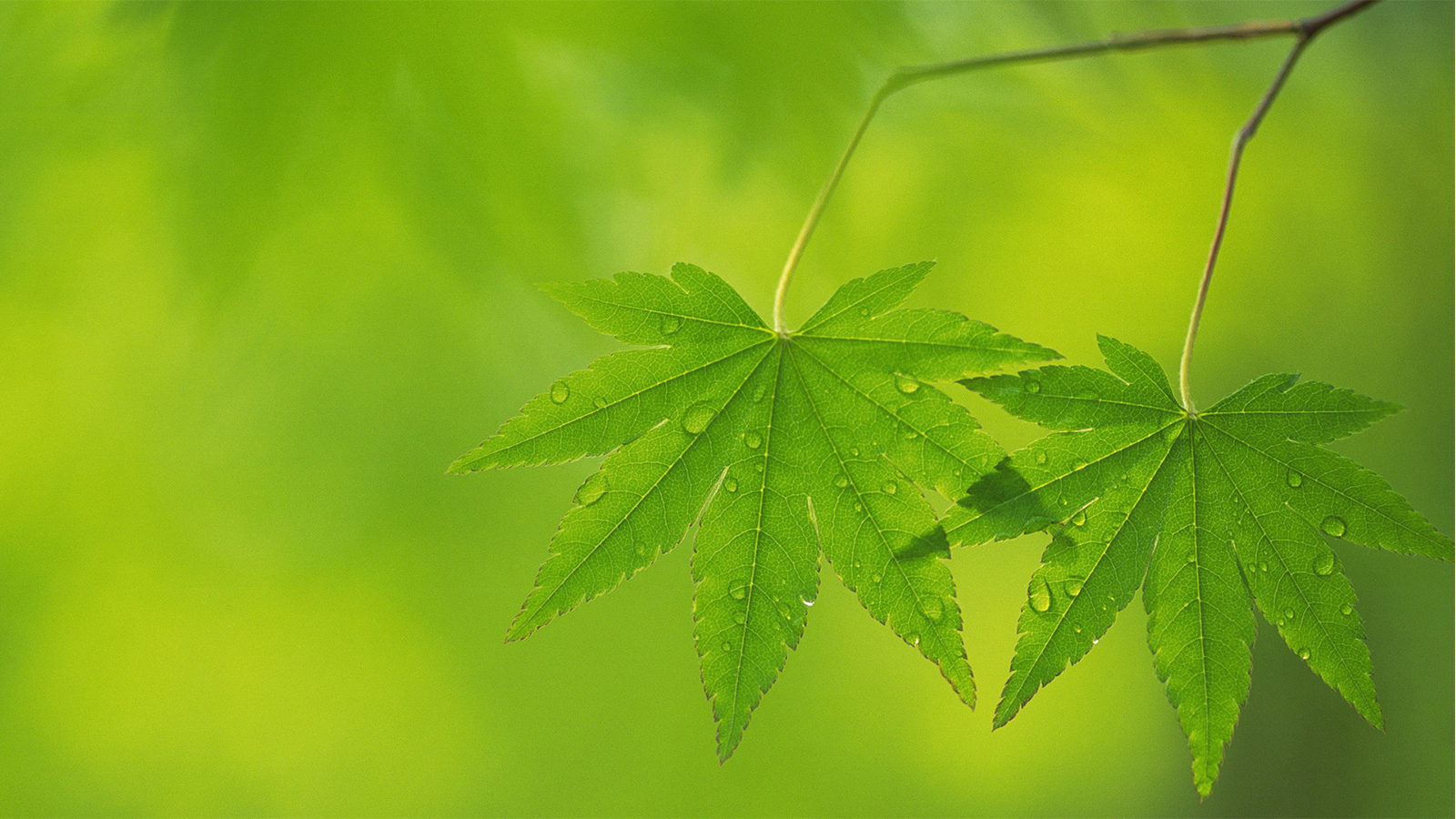 阿绿-最特别的朋友，最亲密的伙伴