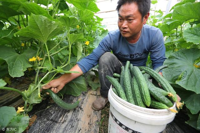 类似收获日的手机游戏_类似收获手机游戏推荐_类似于收获日的手机游戏