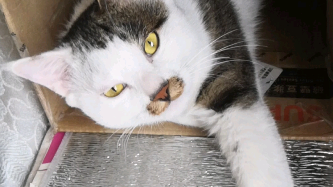 摸咪咪手机游戏：猫咪互动乐趣大揭秘