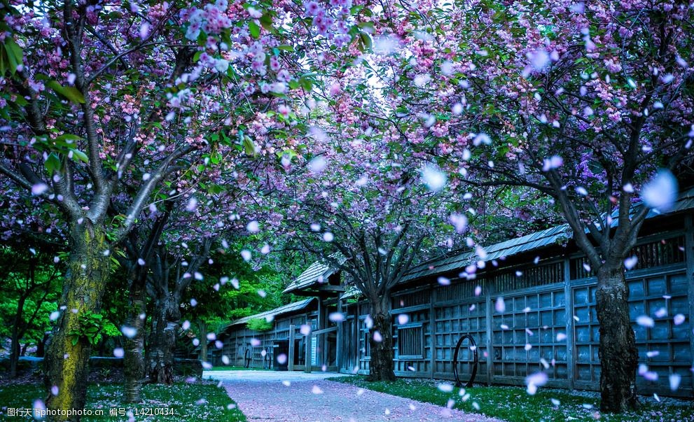 千岁-樱花季，校园浪漫之约