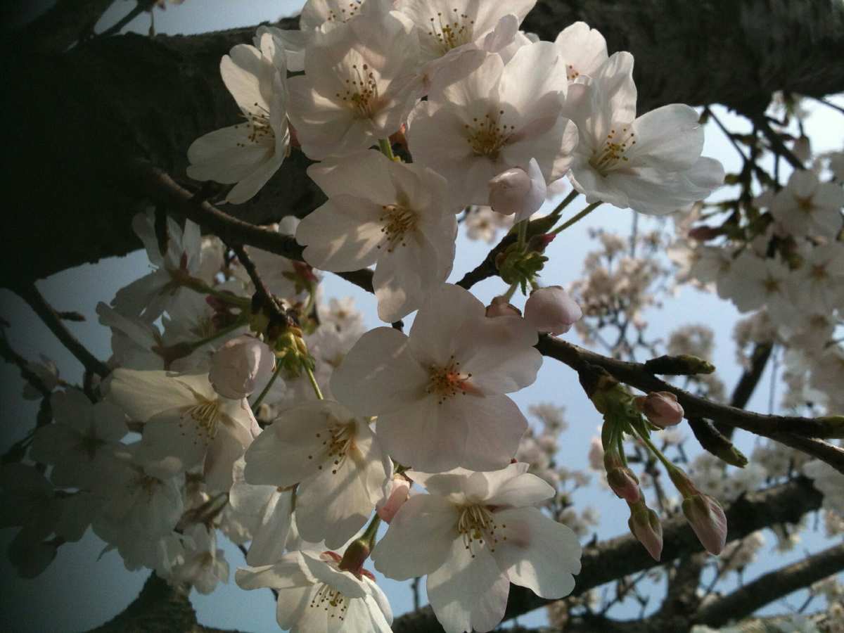 公立海老栖川高校天闷部樱花-樱花盛放，我见证了无数动人瞬间