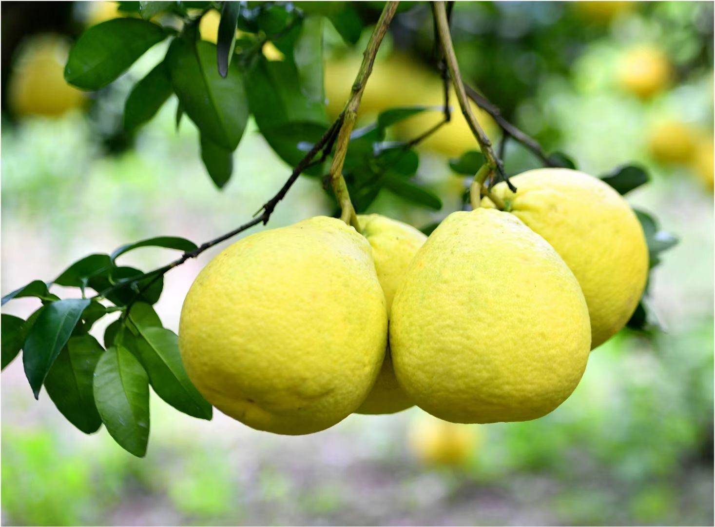 柚子yuzu-种植大师教你:柚子种植全攻略 柚子yuzu-种植大师教你:柚子种植全攻略