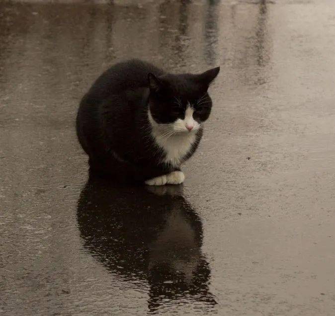 雨后小故事动态图-下雨夜的温情：孤独老人和流浪猫的感人故事