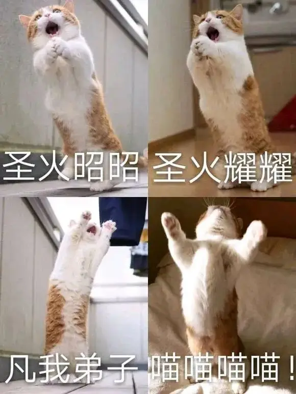 猫小乐怎么不画了_猫小乐_猫小乐本人图片