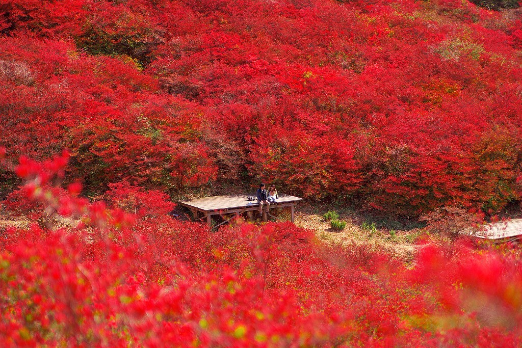 探索日本奈良县吉野：樱花盛景与自然风光的绝美之旅