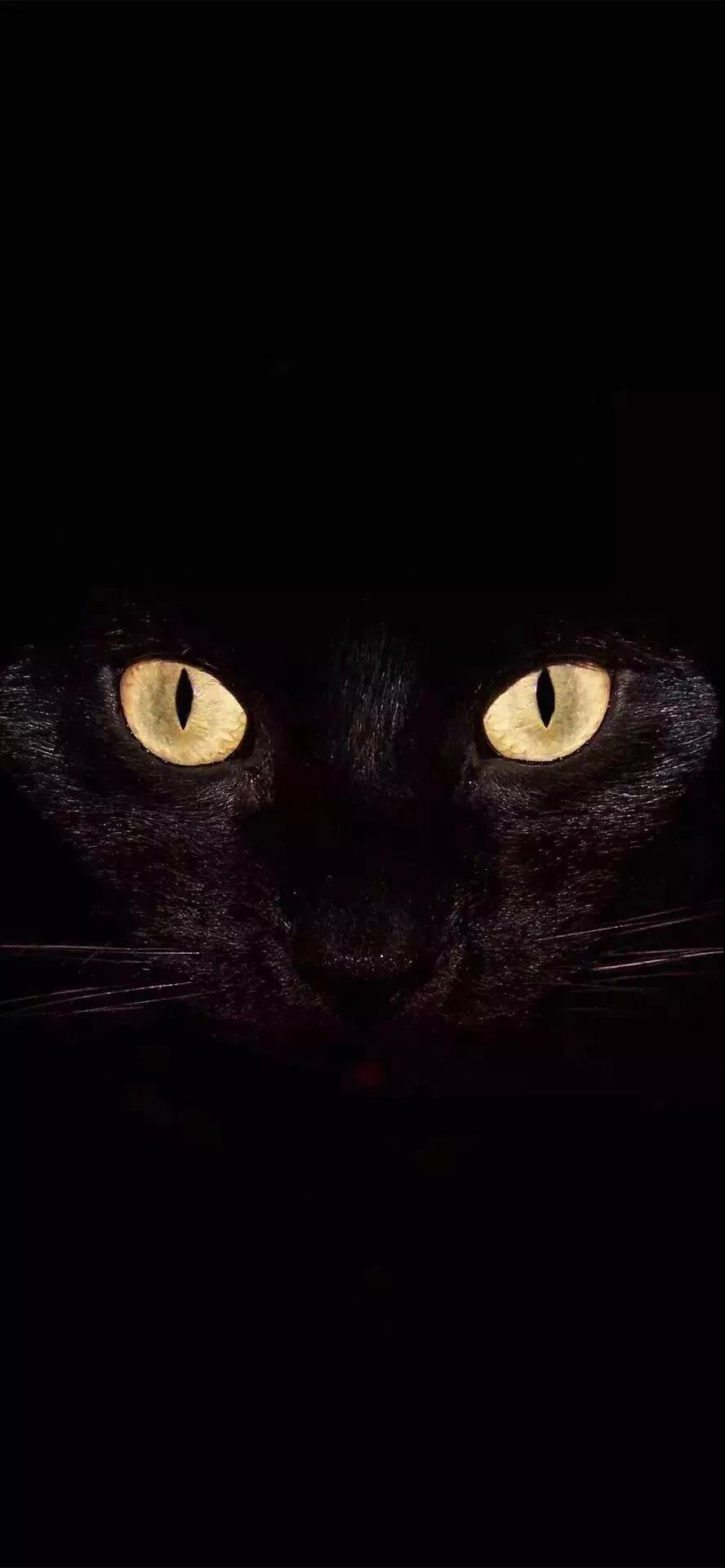 黑猫 手机游戏-黑猫手机游戏：画面绝美音乐低沉，玩法多样谜题挑战不断