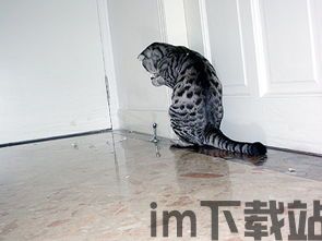 猫猫冲刺准备,迎接新生活的必备清单(图15)