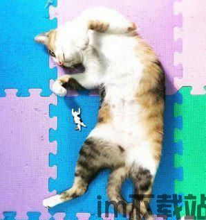 猫猫冲刺准备,迎接新生活的必备清单(图24)