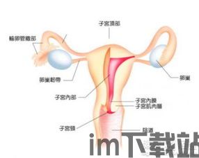 泡泡大作战游戏手机游戏  泡泡大作战游戏手机游戏
